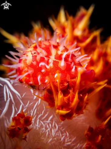 A Diminovula punctata | Allied Cowrie