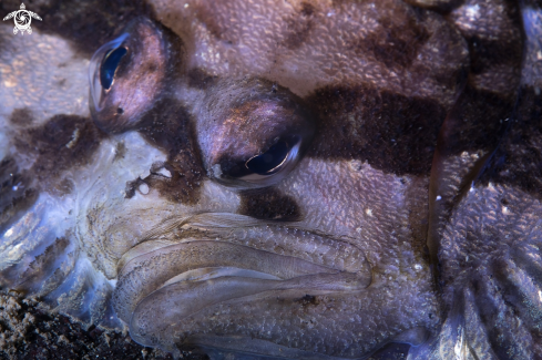 A Common topknot