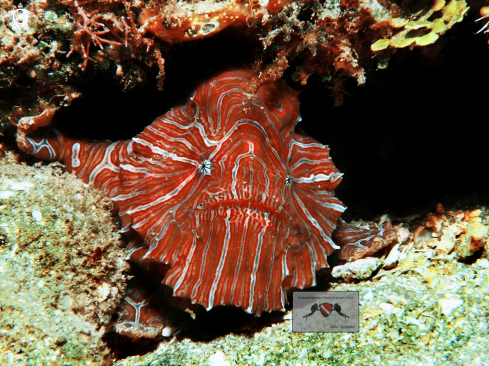 A Histiophryne Psychedelica. | Psychedelic Frogfish 