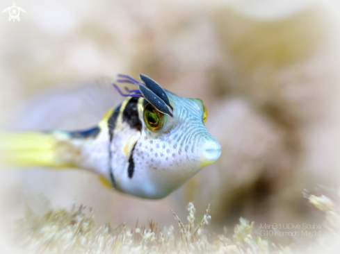 A Pufferfish