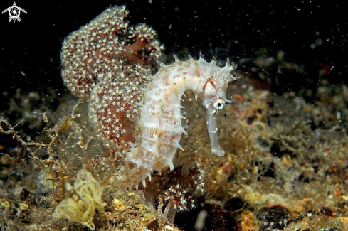 A sea horse