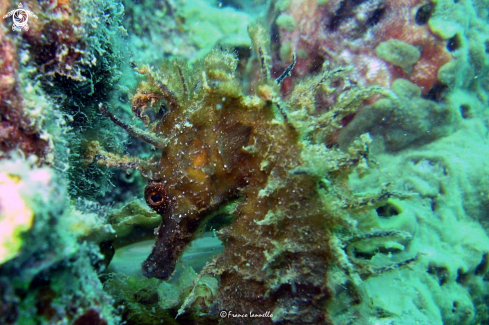 A Hippocampus | Seahorse