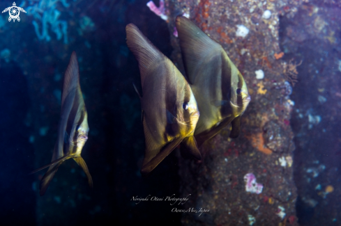 A Longfin Batfish