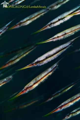 A Razor Fish