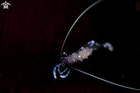 A Sarasvati Anemone Shrimp