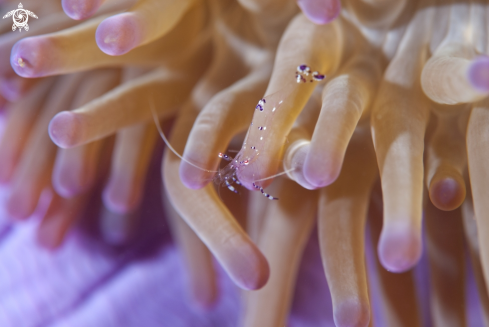 A Sarasvati Anemone Shrimp