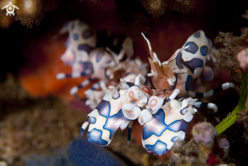 A Hymenocera elegans | Harlequin Shrimp