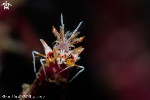 A Tiger Shrimp