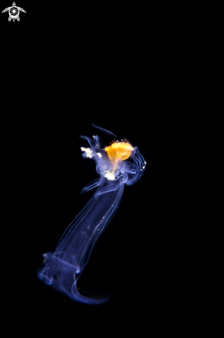 A Juvenile sea star