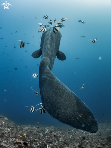 A Southern Ocean Sunfish