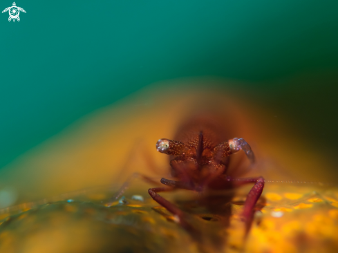 A Sea Star Shrimp