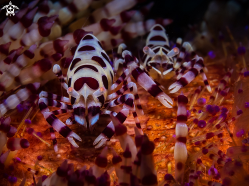 A Coleman Shrimps on Fire Urchin