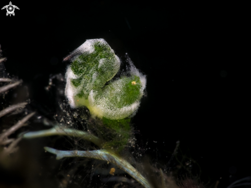 A Hairy Shrimp