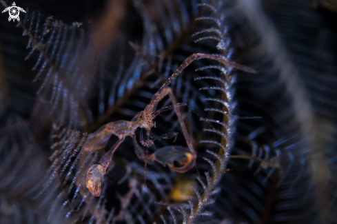 A Skeleton Shrimp