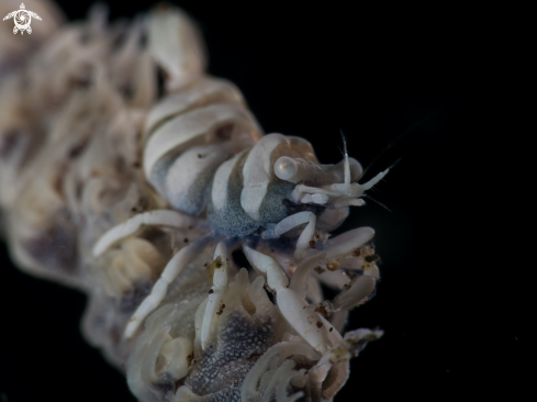 A Whip Coral Shrimp