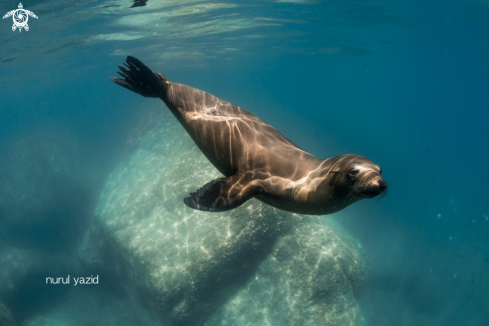 A California Sea Lion