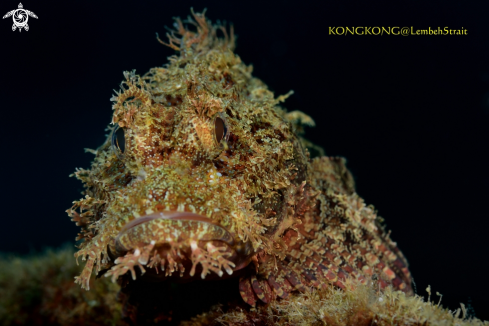 A Scorpion Fish