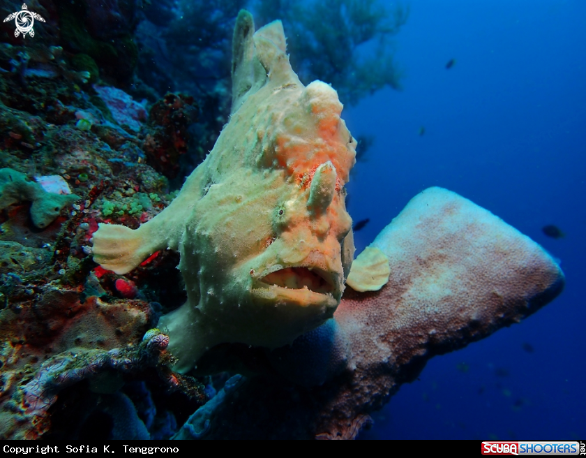 A Giant frogfish