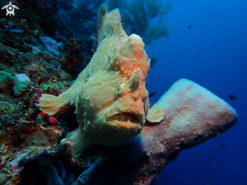 A Giant frogfish