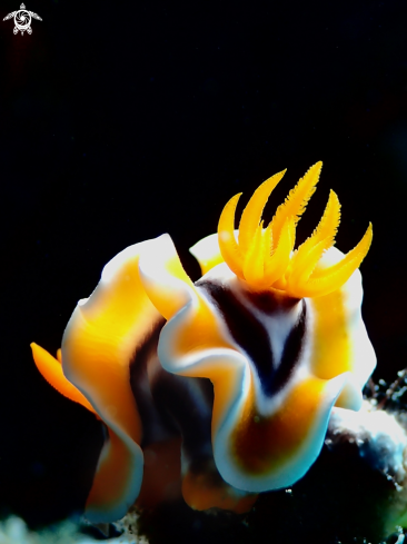 A Chromodoris magnifica | Chromodoris magnifica