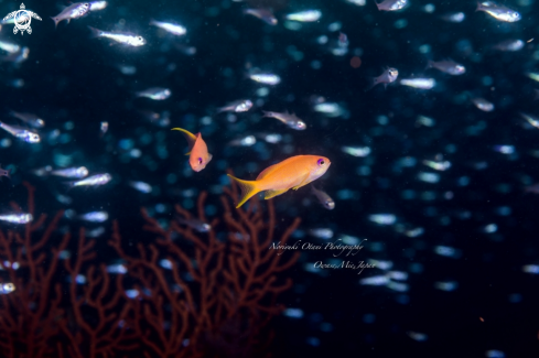 A Pseudanthias pleurotaenia (Bleeker, 1857) | Square-spot fairy basslet