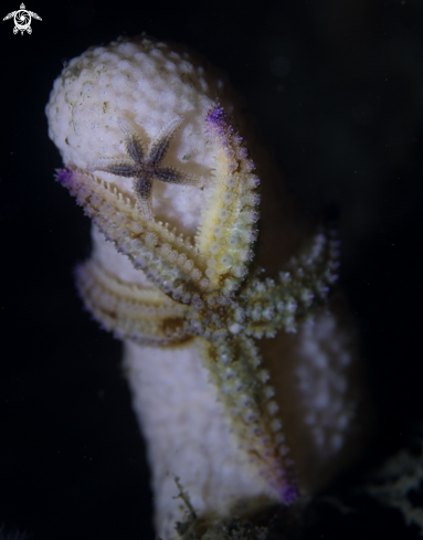 A Sea Star, Dead mans finger