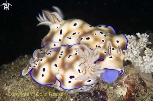 A nudibranch