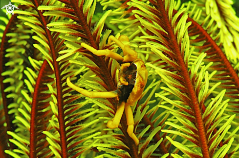 A Crinoid Squat Lobster 