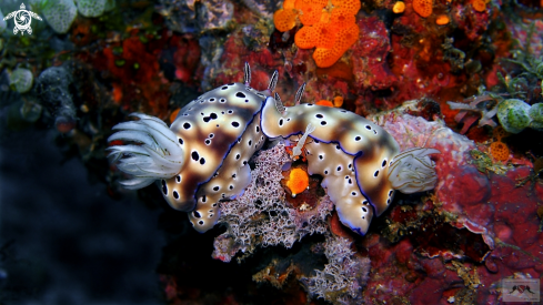 A Periclimenes Imperator | Emperor Shrimp