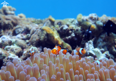 A Amphiprion ocellaris | Ocellaris Clown Fish, Anemonefish.