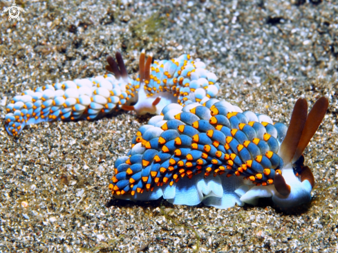 A Cuthona Yamasui. | Nudibranch