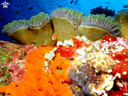 A Anemonefish - Clown Fish.