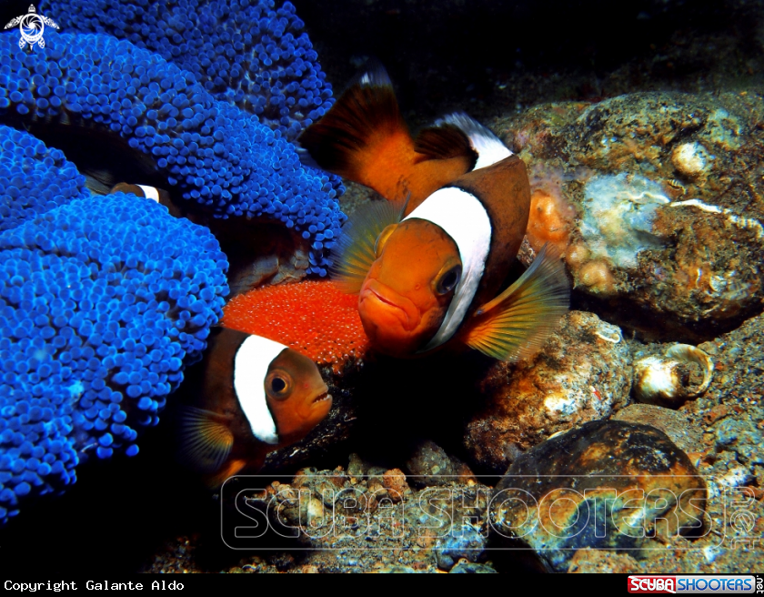 A Clown Fish - Anemonefish