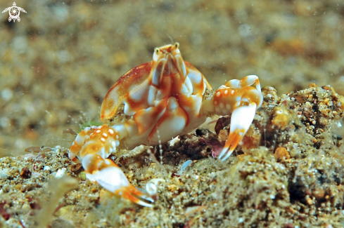 A porcelain crab