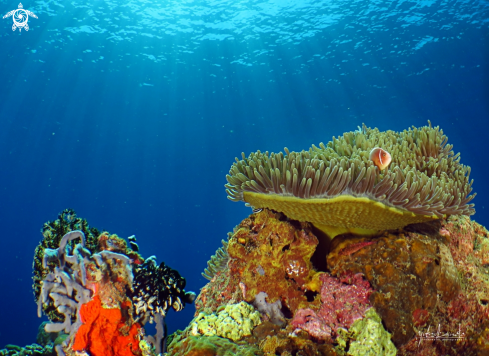 A Anemone Fish