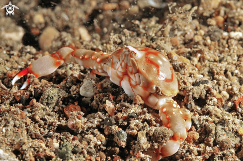 A porcelain crab