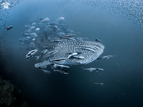 A Rhincodon typus | Whale Shark