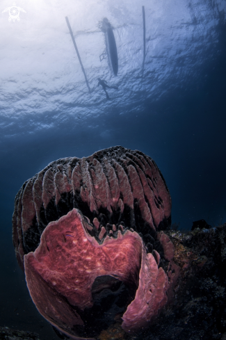 A Barrel sponge