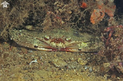 A Crab