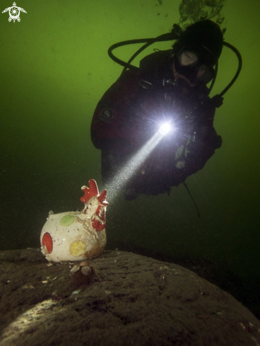 A Sea hen