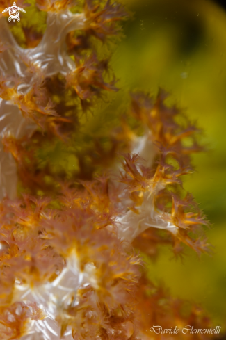 A Soft coral