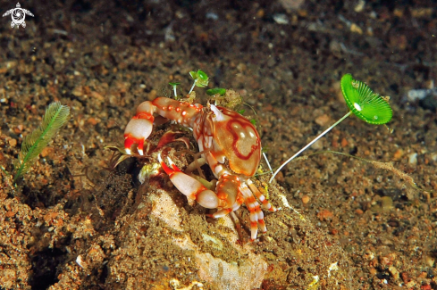 A porcelain crab