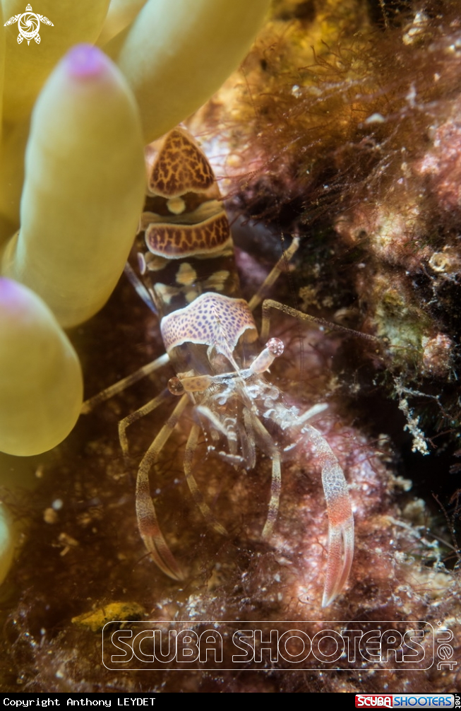 A Amethyst partner shrimp