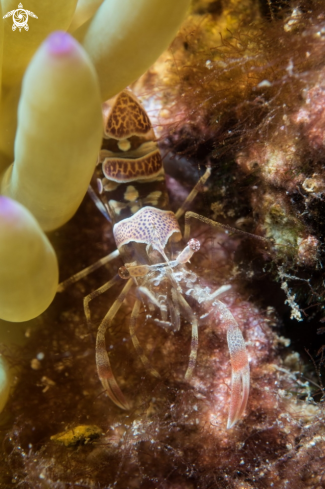 A Periclimenes amethysteus | Amethyst partner shrimp
