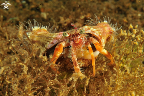 A hermit anemone crab