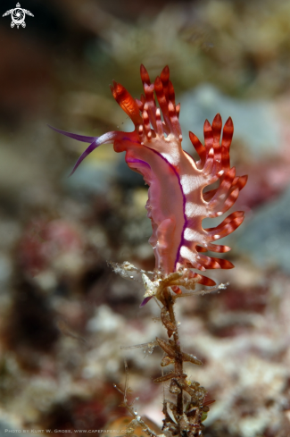 A Flabelina sp. | Nudibranche
