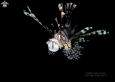 A Lionfish