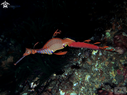 A Phyllopteryx Taeniolatus | Weedy Seadragon