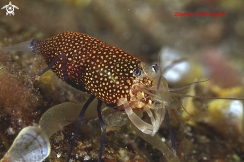 A GNATHOPHYLLUM ELEGANS | CAMARON DE LUNARES (Spanish)