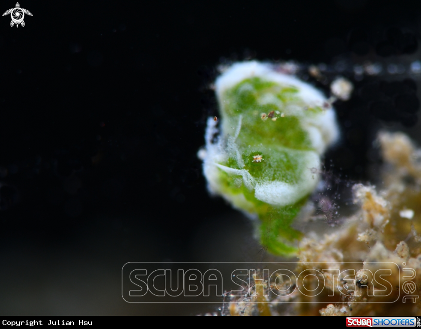 A Green Algae Shrimp